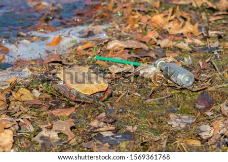 Dead turtle on the shore of a city lake with discarded plastic bottle and green straw trash along the edge of water. Concept of environmental danger from plastics and pollution in waterways