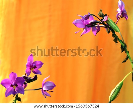 Two branches of Spathoglottis plicata - Philippine ground orchid or large purple orchid flower with yellow background
