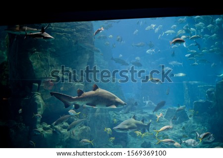Sharks and piranhas at the aquarium.