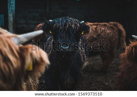 Scottish Highland Cow in field looking at the camera, Ireland, England, suffolk. Hairy Scottish Yak. Brown hair, blurry background.