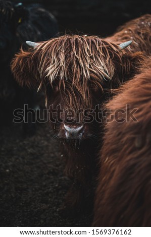 close up detail picture of Scottish Highland Cow in field looking at the camera, Ireland, England, suffolk. Hairy Scottish Yak. Brown hair, blurry background