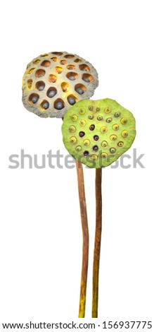 Wilted lotus calyx in white background 