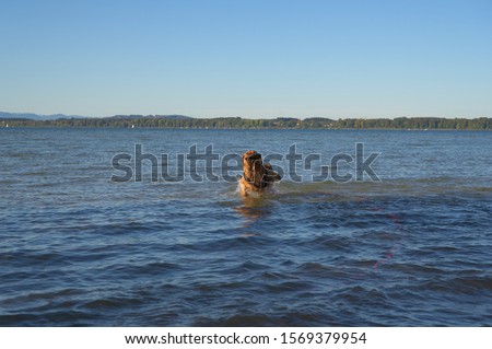 Fox red labrador retriever at Lake Chiemsee