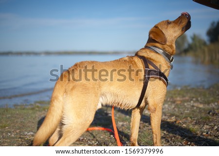 Fox red labrador retriever at Lake Chiemsee