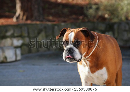pedigree boxer breed dog red haired  Royalty-Free Stock Photo #1569388876