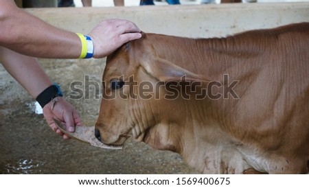 veal in the stable of a farm in Dominican Republic
