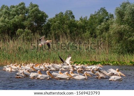 white pelicans (pelecanus onocrotalus) in Danube Delta, Romania