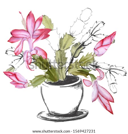 Blooming cactus schlumbergera. Isolated on a white background. Watercolor illustration