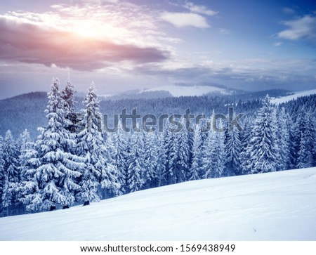 Perfect winter landscape with covered snow trees. Dramatic wintry scene. Carpathian, Ukraine, Europe. Happy New Year! Winter nature wallpapers. Christmas holiday concept. Discover the beauty of earth.