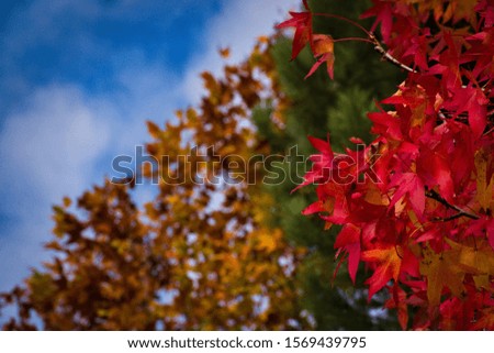 autumn colors: leaves and trees.
The colors are intense and nature is beautiful
