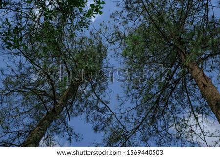 Beautiful pine trees low angle view with blue sky