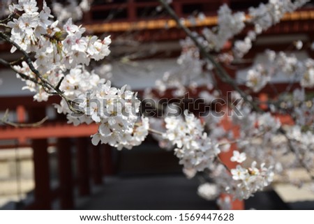 White sakura blossoms with a temple elements in the background