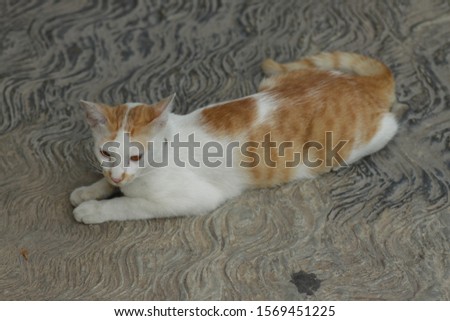 Close up shot of white -  orange cat