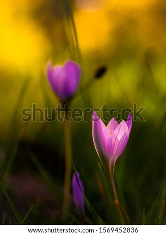Nice tender lilac flower close-up. Autumn crocus, colchicum autumnale, meadow suffron flowers at the sunset. Beautiful bokeh background, place for text, vertical.