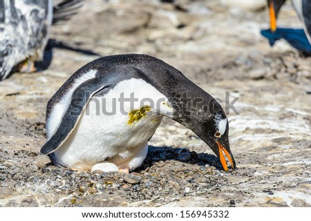 Gentoo penguin (Pygoscelis papua) close up