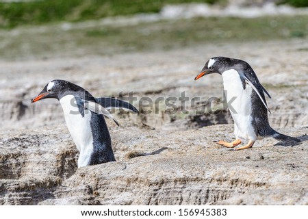 Couple of gentoo penguins friends run together over the grass