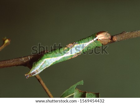 Tenacled Prominent Moth Caterpillar (Cerum Multiscipta)