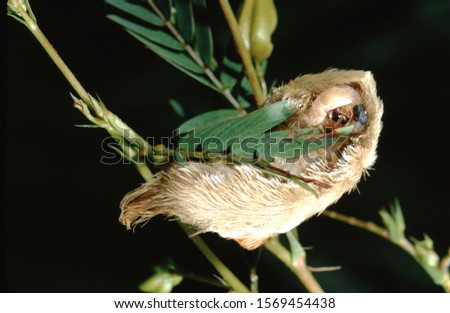Southern Flannel Moth Puss Caterpillar (Megalopyge Opercularis) Royalty-Free Stock Photo #1569454438
