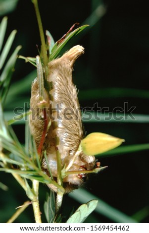Southern Flannel Moth Puss Caterpillar (Megalopyge Opercularis)