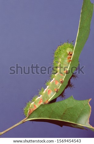 Io Moth Caterpillar (Automaris Io)
