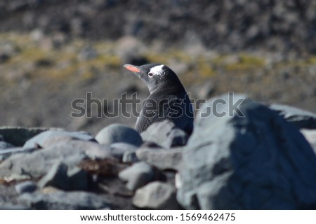 Penguin nest in an Antarctic island