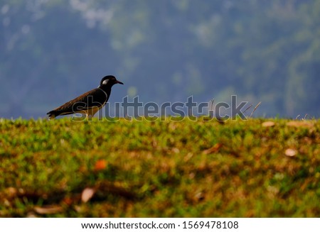 This bird is called red wattled lapwing