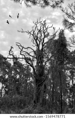 This ominous photograph features black and white exposure of a old twisted pine tree adorned with Spanish moss. A murder of crows flies overhead. Very dark and macabre feeling.