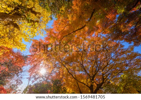 Leaves change color in the autumn.