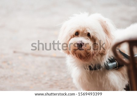 A small cute handicapped dog in a wheelchair paralyzed half way in the street looking towards the camera Royalty-Free Stock Photo #1569493399
