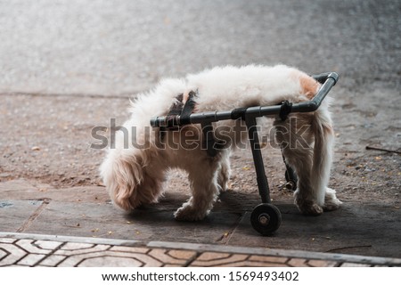 A small cute handicapped dog in a wheelchair paralyzed half way in the street looking down Royalty-Free Stock Photo #1569493402