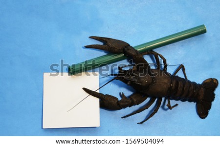 Live crayfish with green marker on blue background. The animal's tentacles hold blank white writing paper. River crayfish thinks over the text for the menu in restaurant.  Concept: humor.
