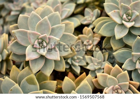 Close up of Agave Succulent Plant with Warm Hue