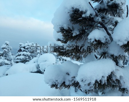 Photos of winter forest, snow, trees.