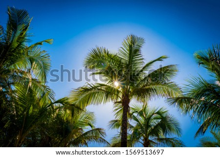 The hot Florida sun streams through the green fronds of a palm tree near the Miami Beach waterline