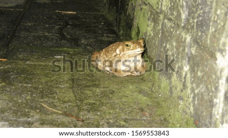 Photo of a toad that came out during the night. Argentina.