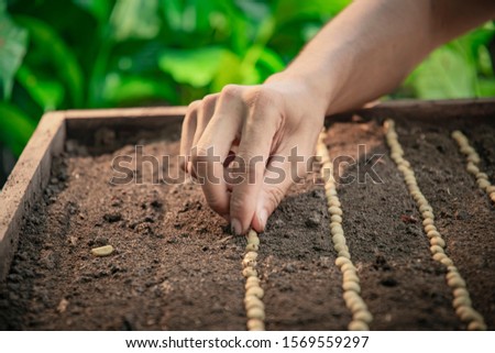Farmer's hand planting seeds in soil, Hand growing seeds of coffee on sowing soil at garden metaphor gardening, agriculture concept.
