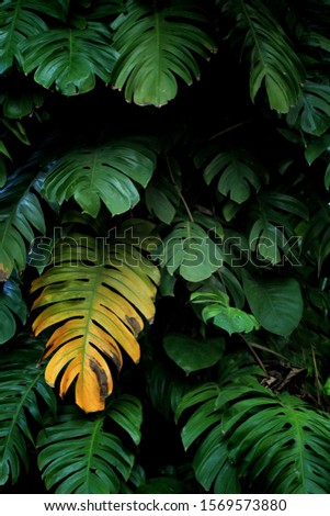 monstera leaf. plants or leaves that grow in the tropics.
