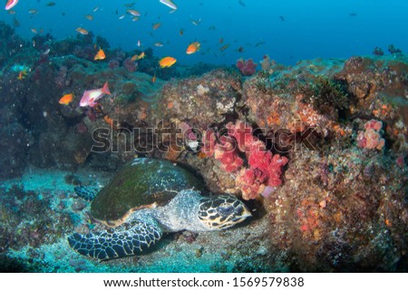 Turtle on a coral reef, South Africa, Indian ocean