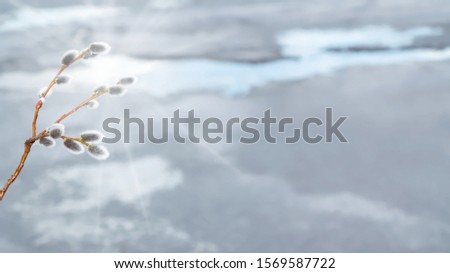 Willow twig on the background of melting ice on the lake in early spring - spring background and season change concept, place for text, copy space