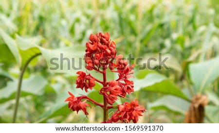 Asclepias is a genus of herbaceous, perennial, flowering plants known as milkweeds, named for their latex, a milky substance containing cardiac glycosides termed cardenolides