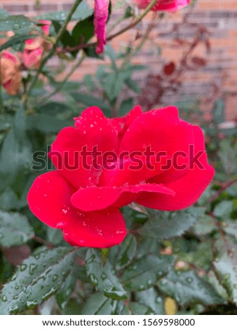 Cool flower picture after rain 