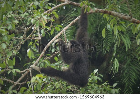 The Gibbons on a large tree