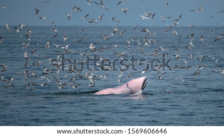 Bryde's whales are eating small fish and seagulls to catch fish.