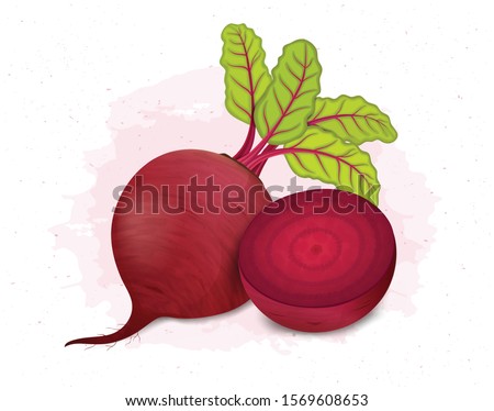 Beetroot vector illustration with half cutter beetroot Royalty-Free Stock Photo #1569608653