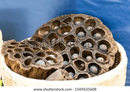 Dry seed pods of sacred lotus (Nelumbo nucifera)