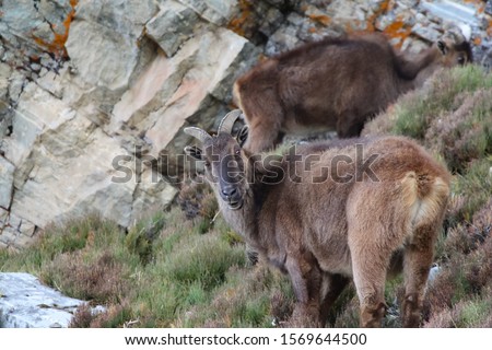 Picture of young female Siberian ibex (Capra sibirica sakeen) standing on a mountainside of Himalayas in Sagarmatha national park in Nepal. Siberian ibexes are large and heavily built goats.