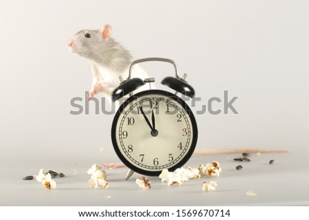 rat gray and black clock on white background