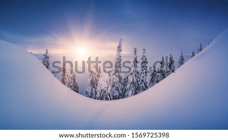 Minimalistic picture of carpathian winter valley covered with snow illuminated by the golden morning light. Europe travel, beauty world, Happy New Year, Marry Christmas.