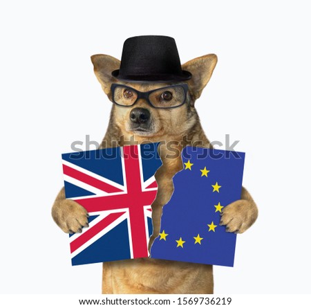 The beige dog in a black hat and glasses holds a banner torn in half. One part is the flag of Great Britain and the second part is the flag of Europe. White background. Isolated.