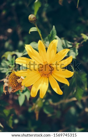Close up picture of a big, beautiful, bright yellow Mexican Sunflower (wild sunflower) in the bush with blurred out of focus background